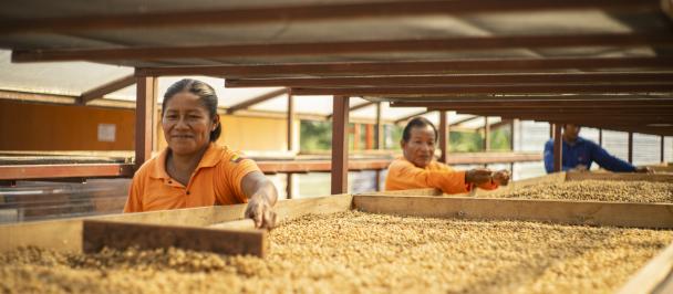 Local coffee producers in Ecuador harvesting coffee beans