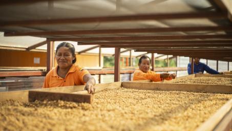 Local coffee producers in Ecuador harvesting coffee beans