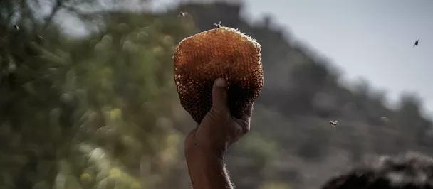 Hand holds honeycomb